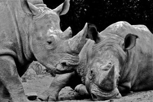 WS Animal Nations - 12.jpg